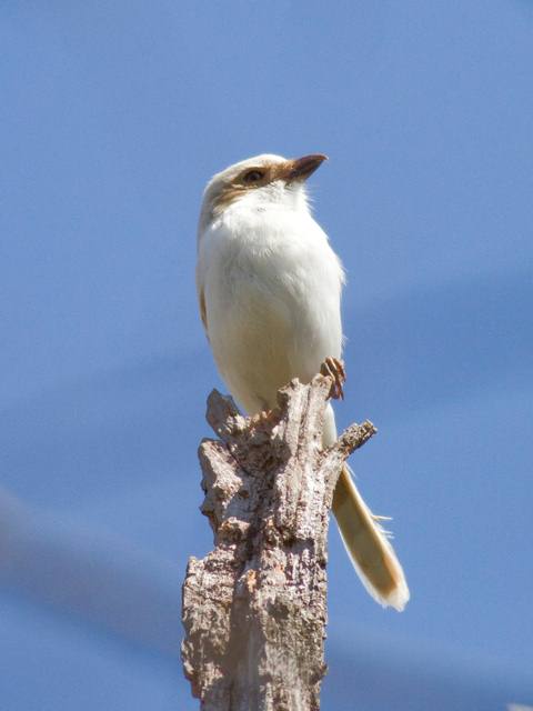 Loggerhead Shrikes